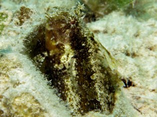 Petrocirtes mitratus